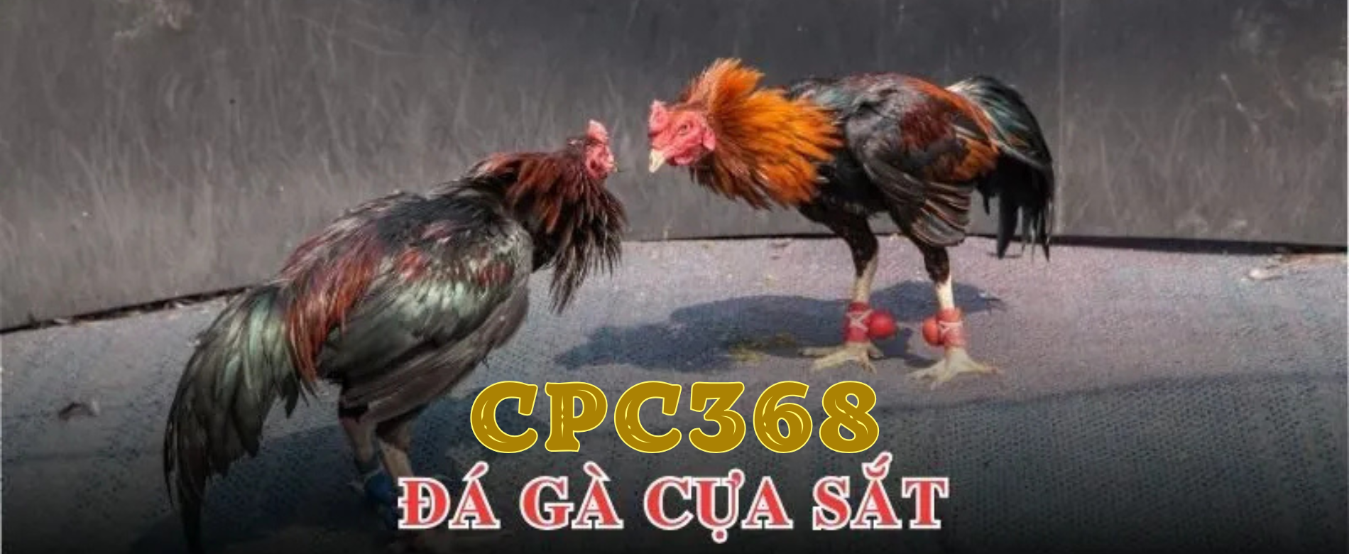 Xem daga trực tiếp